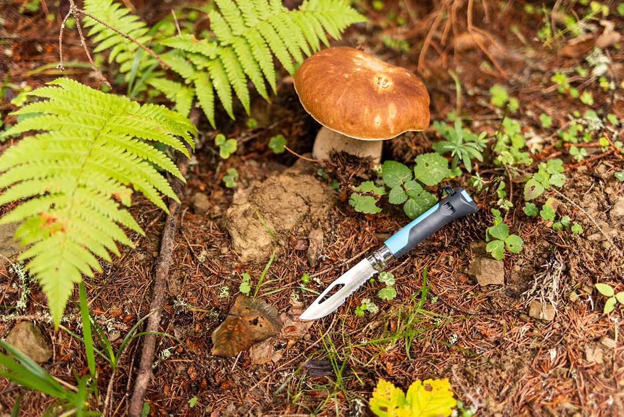 knife and mushroom